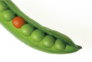 judías